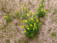 Erysimum virgatum 16, Stijve steenraket, Saxifraga-Hans Grotenhuis