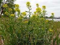 Erysimum virgatum 18, Stijve steenraket, Saxifraga-Hans Grotenhuis