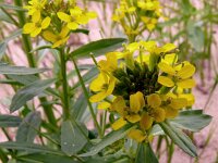 Erysimum virgatum 19, Stijve steenraket, Saxifraga-Hans Grotenhuis