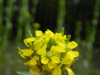 Erysimum virgatum 2, Stijve steenraket, Saxifraga-Rutger Barendse