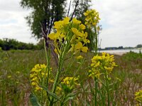 Erysimum virgatum 20, Stijve steenraket, Saxifraga-Hans Grotenhuis