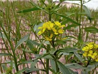 Erysimum virgatum 21, Stijve steenraket, Saxifraga-Hans Grotenhuis