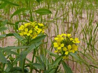 Erysimum virgatum 22, Stijve steenraket, Saxifraga-Hans Grotenhuis