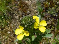 Erysimum virgatum 5, Stijve steenraket, Saxifraga-Rutger Barendse