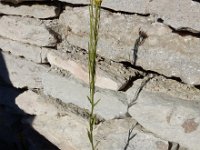 Erysimum virgatum 7, Stijve steenraket, Saxifraga-Ed Stikvoort