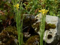 Erysimum virgatum 8, Stijve steenraket, Saxifraga-Ed Stikvoort : Millingerwaard