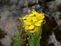 Erysimum virgatum 9, Stijve steenraket, Saxifraga-Ed Stikvoort : Millingerwaard