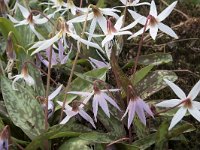 Erythronium dens-canis 12, Hondstand, Saxifraga-Willem van Kruijsbergen