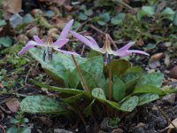 Erythronium dens-canis 2, Saxifraga-Willem van Kruijsbergen