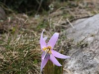 Erythronium dens-canis 3, Saxifraga-Dirk Hilbers