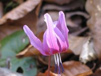 Erythronium dens-canis 4, Saxifraga-Jasenka Topic