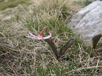 Erythronium dens-canis 6, Saxifraga-Dirk Hilbers