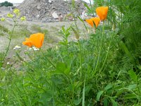 Eschscholzia californica 10, Slaapmutsje, Saxifraga-Rutger Barendse