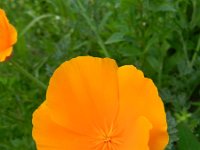 Eschscholzia californica 11, Slaapmutsje, Saxifraga-Rutger Barendse