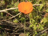 Eschscholzia californica 12, Slaapmutsje, Saxifraga-Rutger Barendse