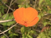 Eschscholzia californica 13, Slaapmutsje, Saxifraga-Rutger Barendse