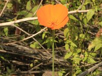 Eschscholzia californica 14, Slaapmutsje, Saxifraga-Rutger Barendse