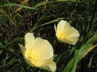 Eschscholzia californica 15, Slaapmutsje, Saxifraga-Rutger Barendse