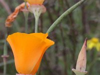 Eschscholzia californica 16, Slaapmutsje, Saxifraga-Rutger Barendse