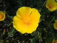 Eschscholzia californica 18, Slaapmutsje, Saxifraga-Rutger Barendse