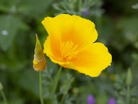 Eschscholzia californica 20, Slaapmutsje, Saxifraga-Roel Meijer