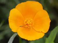 Eschscholzia californica 22, Slaapmutsje, Saxifraga-Roel Meijer