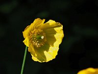 Eschscholzia californica 23, Slaapmutsje, Saxifraga-Hans Dekker