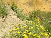 Eschscholzia californica 8, Slaapmutsje, Saxifraga-Rutger Barendse