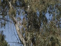 Eucalyptus globulus 5, Saxifraga-Willem van Kruijsbergen