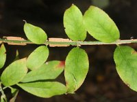 Euonymus alatera 2, Saxifraga-Rutger Barendse