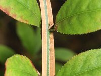 Euonymus alatera 3, Saxifraga-Rutger Barendse