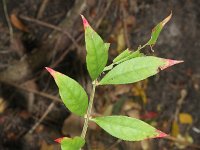 Euonymus alatera 5, Saxifraga-Rutger Barendse