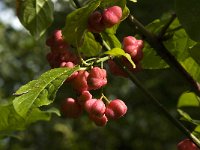 Euonymus europaeus 13, Wilde kardinaalsmuts, Saxifraga-Jan van der Straaten