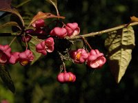 Euonymus europaeus 14, Wilde kardinaalsmuts, Saxifraga-Jan van der Straaten