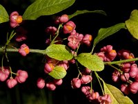 Euonymus europaeus 18, Wilde kardinaalsmuts, Saxifraga-Jan van der Straaten