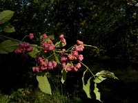 Euonymus europaeus 20, Wilde kardinaalsmuts, Saxifraga-Jan van der Straaten