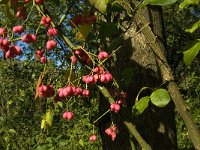 Euonymus europaeus 23, Wilde kardinaalsmuts, Saxifraga-Jan van der Straaten