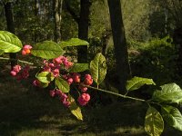 Euonymus europaeus 24, Wilde kardinaalsmuts, Saxifraga-Jan van der Straaten