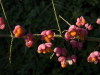 Euonymus europaeus 28, Wilde kardinaalsmuts, Saxifraga-Jan van der Straaten