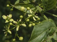 Euonymus europaeus 34, Wilde kardinaalsmuts, Saxifraga-Jan van der Straaten