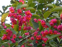 Euonymus europaeus 41, Wilde kardinaalsmuts, Saxifraga-Ed Stikvoort