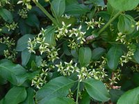 Euonymus europaeus 44, Wilde kardinaalsmuts, Saxifraga-Ed Stikvoort