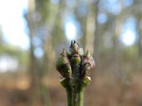 Euonymus europaeus 47, Wilde kardinaalsmuts, Saxifraga-Rutger Barendse