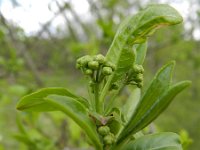 Euonymus europaeus 48, Wilde kardinaalsmuts, Saxifraga-Rutger Barendse