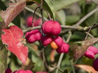 Euonymus europaeus 55, Kardinaalsmuts, Saxifraga-Willem van Kruijsbergen