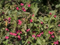 Euonymus europaeus 58, Kardinaalsmuts, Saxifraga-Willem van Kruijsbergen