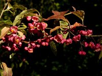 Euonymus europaeus 9, Wilde kardinaalsmuts, Saxifraga-Jan van der Straaten