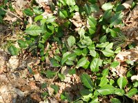 Euonymus fortunei 5. Kruipkardinaalsmuts, Saxifraga-Rutger Barendse