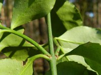 Euonymus fortunei 7, Kruipkardinaalsmuts, Saxifraga-Rutger Barendse