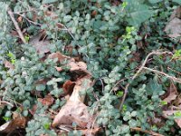 Euonymus hederacea 2, Saxifraga-Rutger Barendse